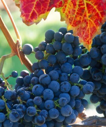 Vitis Boskoop Glory Druif