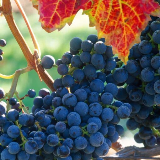Vitis Boskoop Glory Druif