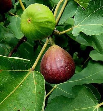 Ficus Carica 'Brown Turkey'