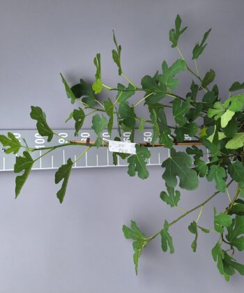 Ficus Carica 'Brown Turkey'