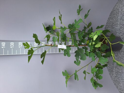 Ficus Carica 'Brown Turkey'