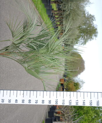Palmboom Butia Capitata