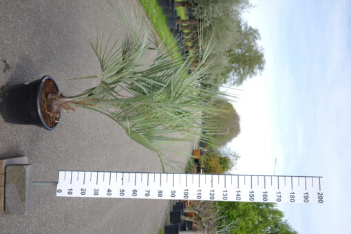 Palmboom Butia Capitata