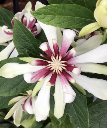 Calycanthus 'Venus'