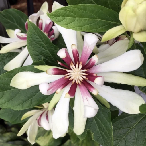 Calycanthus 'Venus'