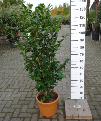 Camellia Japonica 'Snow White' - Japanse Roos