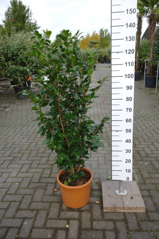 Camellia Japonica 'Snow White' - Japanse Roos