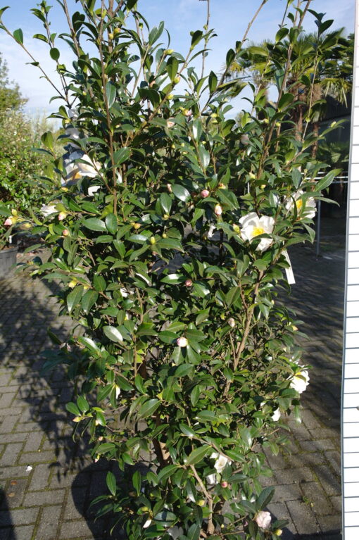 Camellia Sasanqua Hino de Gumo - Afbeelding 3