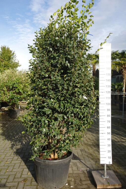 Camellia Sasanqua Kanjiro - Afbeelding 3