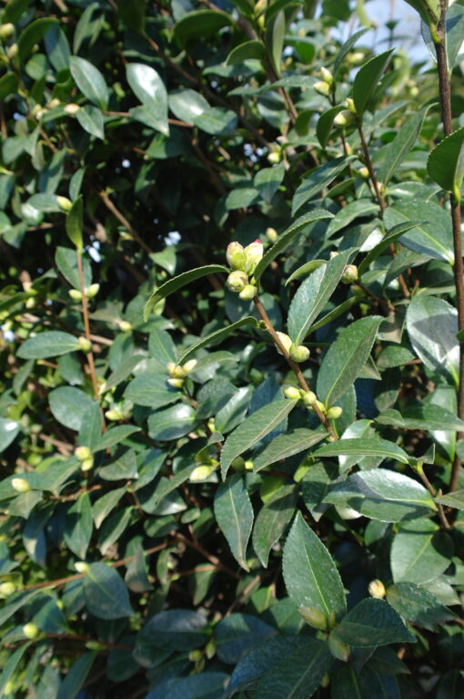 Camellia Sasanqua Kanjiro - Afbeelding 4