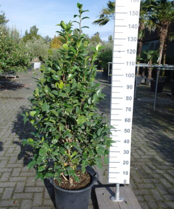 Camellia Japonica 'Mrs Charles Cobb' - rood