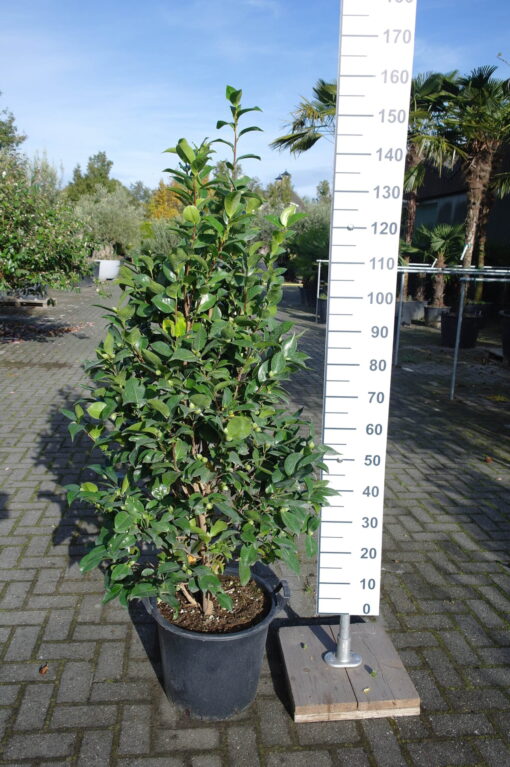 Camellia Japonica 'Mrs Charles Cobb' - rood
