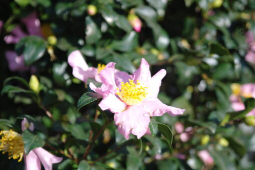 Camellia Sasanqua Cleopatra - Afbeelding 7