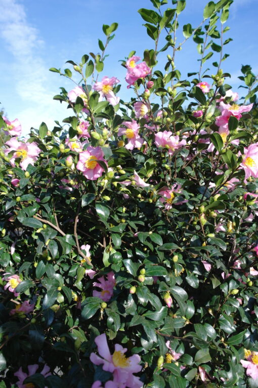 Camellia Sasanqua Cleopatra - Afbeelding 6