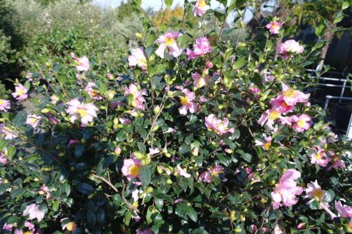 Camellia Sasanqua Cleopatra - Afbeelding 5