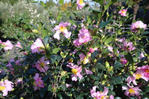 Camellia Sasanqua Cleopatra - Afbeelding 4