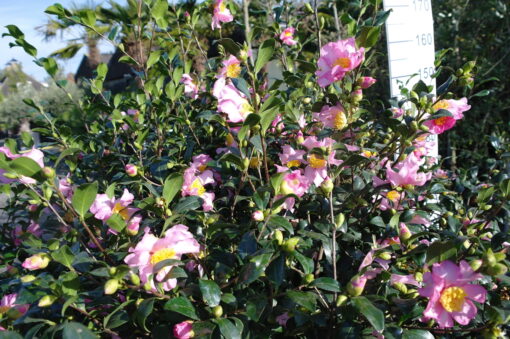 Camellia Sasanqua Cleopatra - Afbeelding 3