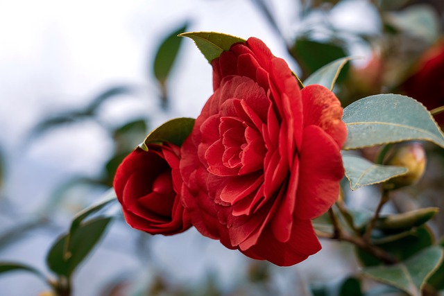 Vorstbestendige Camelia met rode bloemen