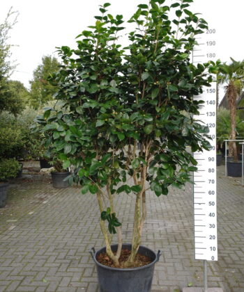 Camellia Japonica multistam