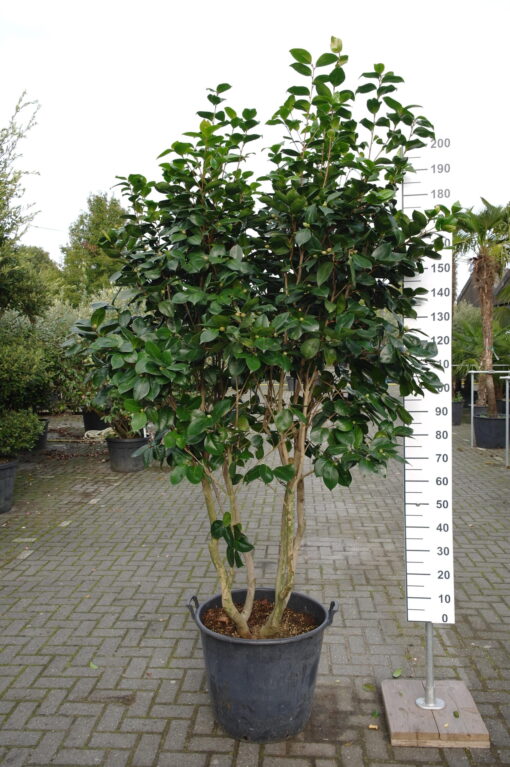 Camellia Japonica multistam