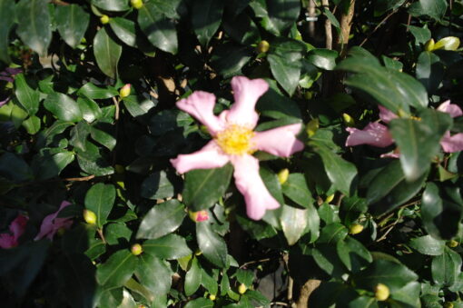 Camellia Sasanqua Cleopatra - Afbeelding 8