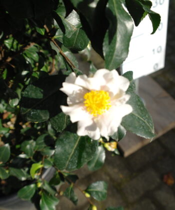 Camellia Sasanqua Cleopatra white