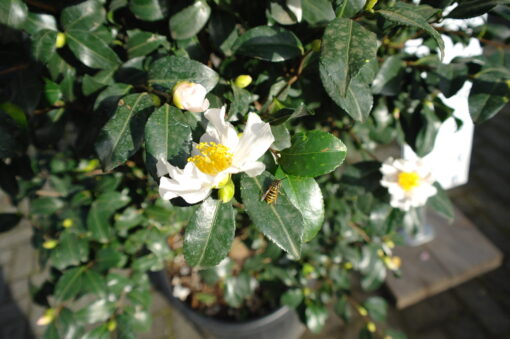 Camellia Sasanqua Cleopatra white - Afbeelding 2