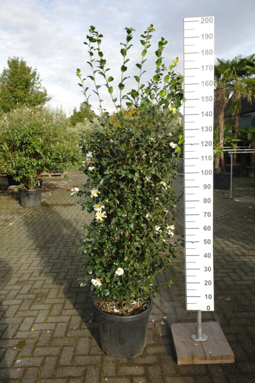 Camellia Sasanqua Cleopatra white - Afbeelding 5