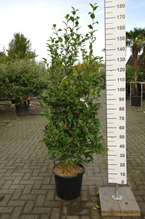 Camellia Japonica 'Debbie' - Afbeelding 2
