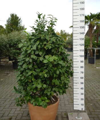 Camellia Japonica 'Debutante Rose'