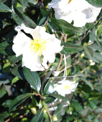 Camellia Sasanqua Hino de Gumo