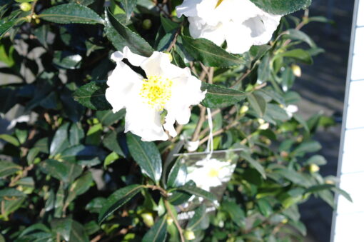Camellia Sasanqua Hino de Gumo