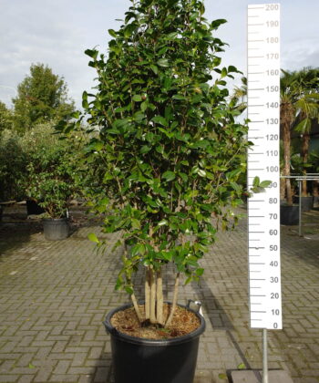 Camellia Japonica 'Snow ball' multistammen