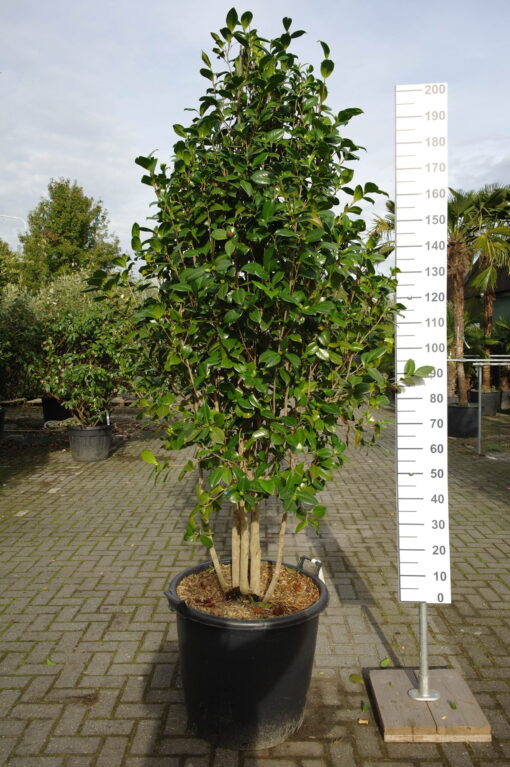 Camellia Japonica 'Snow ball' multistammen