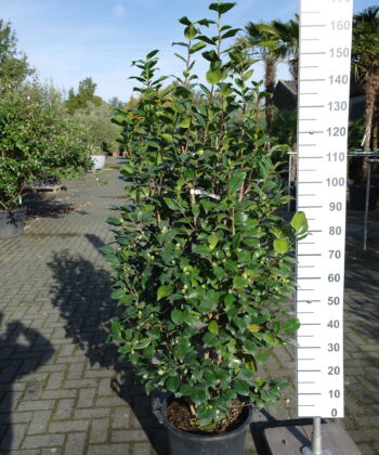Camellia Japonica 'Lavinia Maggi Alba'- wit