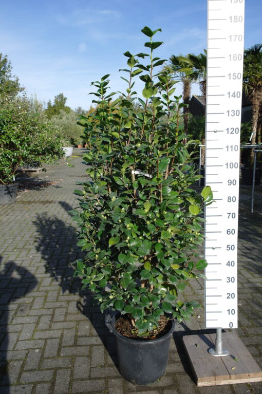 Camellia Japonica 'Lavinia Maggi Alba'- wit