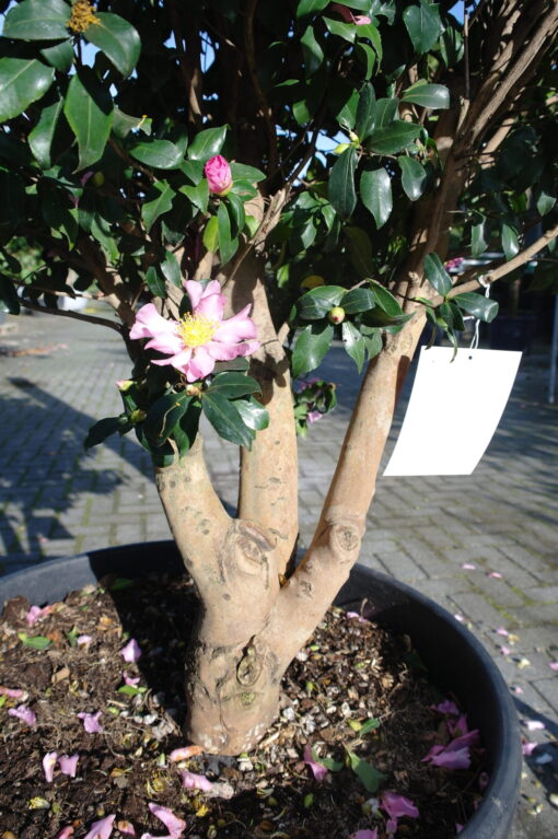 Camellia Sasanqua Cleopatra multistammen zeer mooi - Afbeelding 8