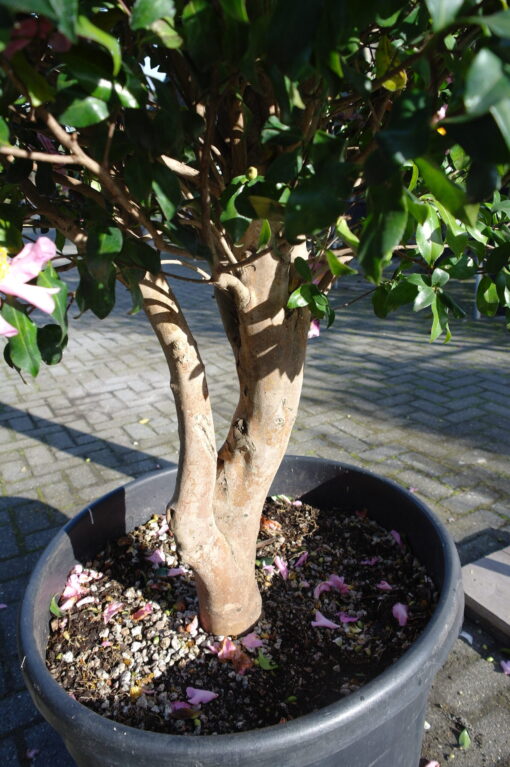 Camellia Sasanqua Cleopatra multistammen zeer mooi - Afbeelding 4