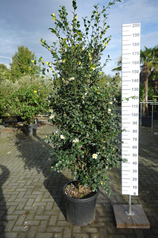 Camellia Sasanqua Cleopatra white - Afbeelding 4