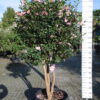 Camellia Japonica 'California'- multistam