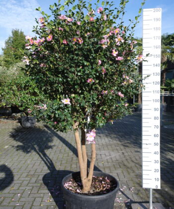 Camellia Japonica 'California'- multistam