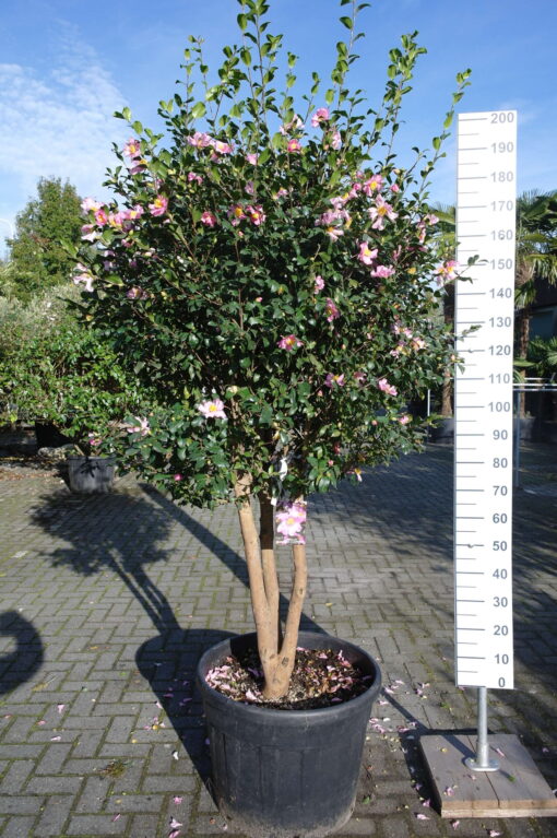 Camellia Japonica 'California'- multistam