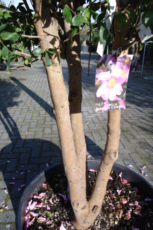 Camellia Sasanqua Cleopatra multistammen zeer mooi - Afbeelding 5