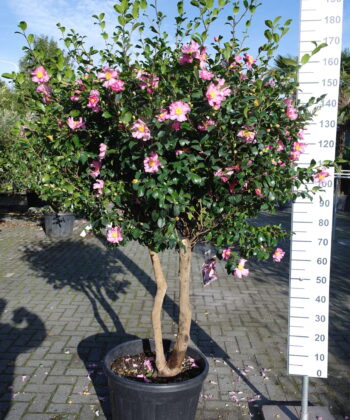 Camellia Sasanqua Cleopatra multistammen zeer mooi