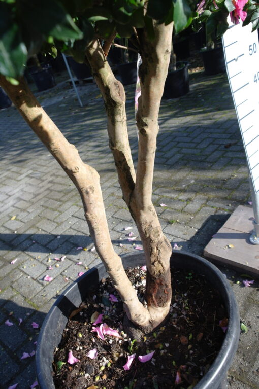 Camellia Sasanqua Cleopatra multistammen zeer mooi - Afbeelding 6