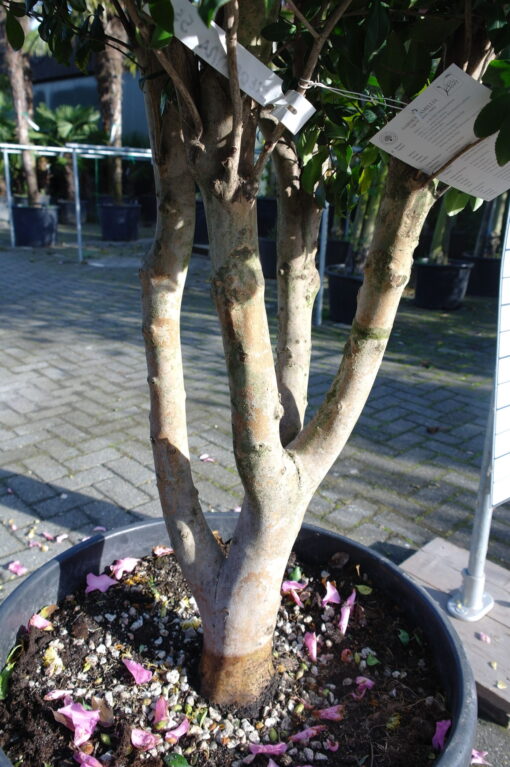 Camellia Sasanqua Cleopatra multistammen zeer mooi - Afbeelding 7