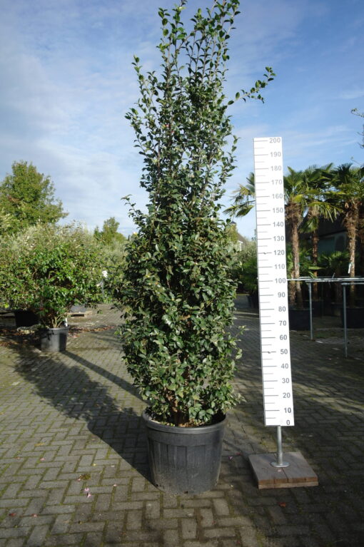 Camellia Sasanqua 'Hime Botan'