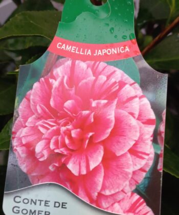 Camellia Japonica 'Comte de Gomer' - Japanse Roos