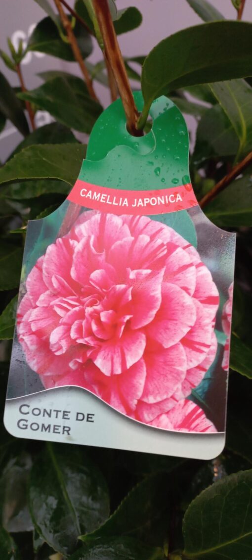 Camellia Japonica 'Comte de Gomer' - Japanse Roos