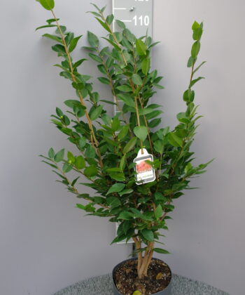 Camellia Japonica 'Fragant Pink'